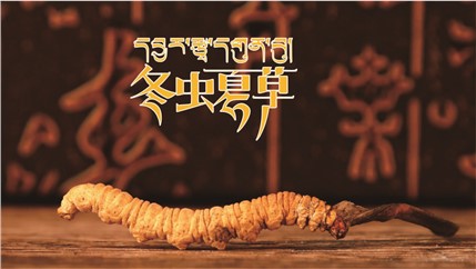那曲新鮮冬蟲夏草什么時(shí)候采挖？